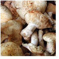 Most expensive Matsutake mushrooms 