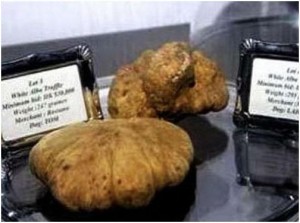 Most expensive mushrooms in the world